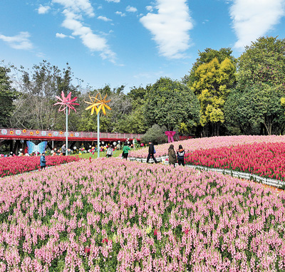 广西壮族自治区柳州市园博园春节花展上,盛开的鲜花引人驻足。.jpg 广西壮族自治区柳州市园博园春节花展上,盛开的鲜花引人驻足。.jpg